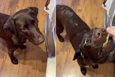 Dog Discovers a Healthy Snack & It’s Just Arugula AKA Spicy Lettuce