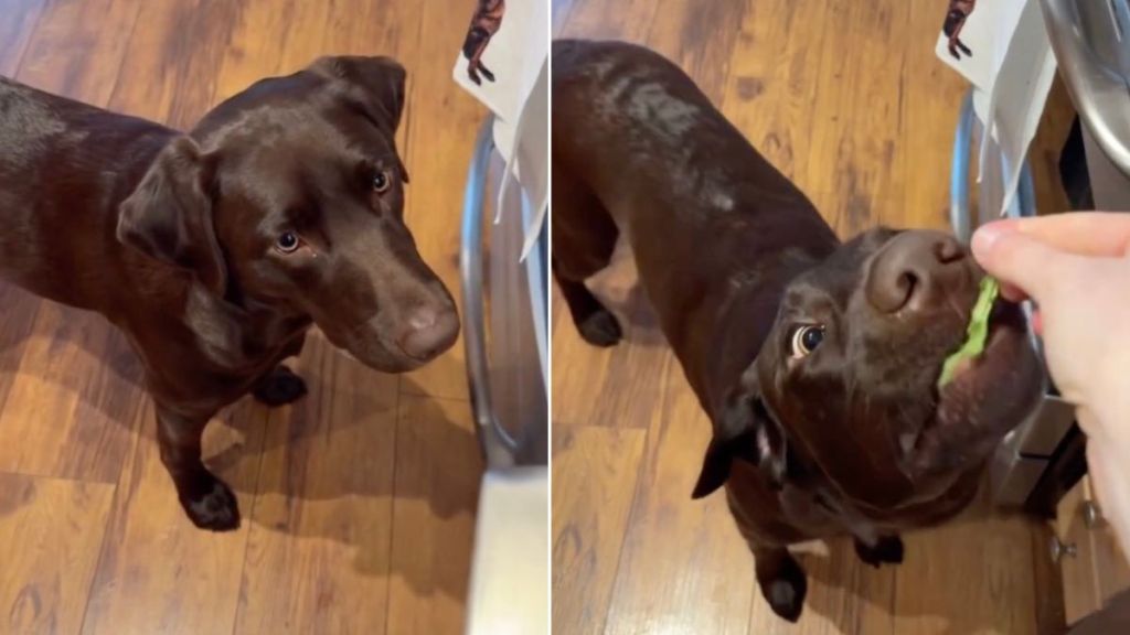 Dog Discovers a Healthy Snack & It’s Just Arugula AKA Spicy Lettuce