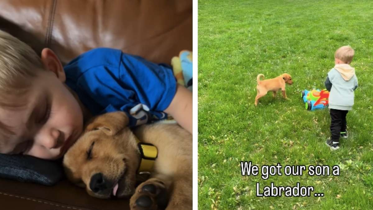 Dog Meets Little Boy & What Follows Is the Purest Form of