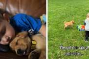 Dog Meets Little Boy & What Follows Is the Purest Form of Friendship