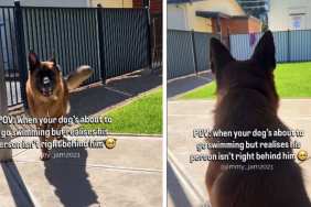 Dog Is Super Excited To Go Swimming but Not Without His Favorite Person