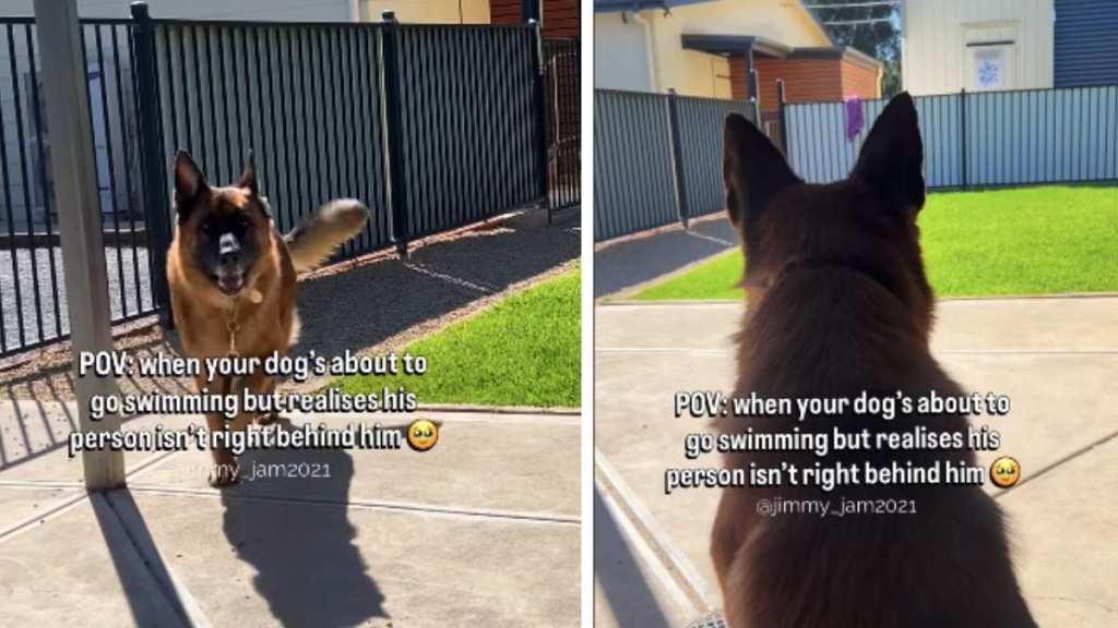 Dog Is Super Excited To Go Swimming but Not Without His Favorite Person