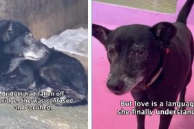 Dog Rescued From Danger Finally Learns To Trust & Isn’t Scared Anymore