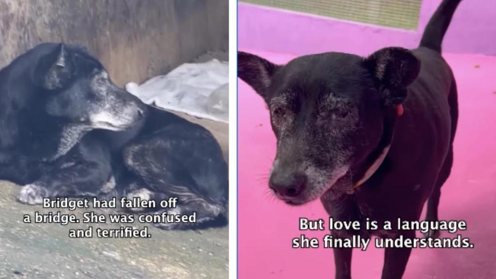 Dog Rescued From Danger Finally Learns To Trust & Isn’t Scared Anymore