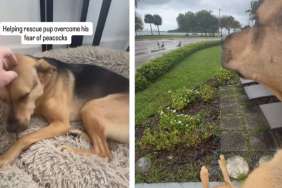Rescue Dog Overcomes Fear of Peacocks After Dad Shows They’re Harmless