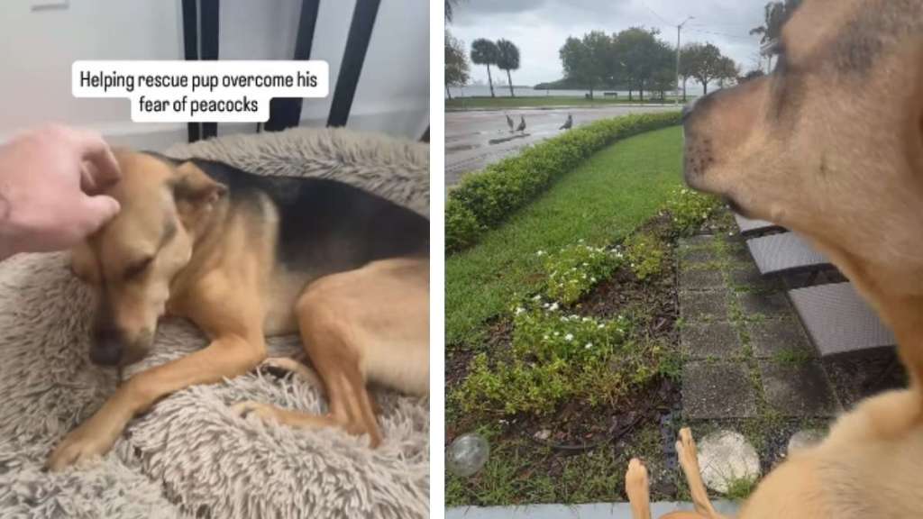 Rescue Dog Overcomes Fear of Peacocks After Dad Shows They’re Harmless