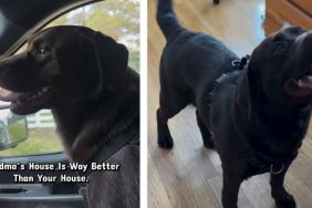Dog in Bunny Ears Aces the Easter Egg Hunt Mom Organized for Him
