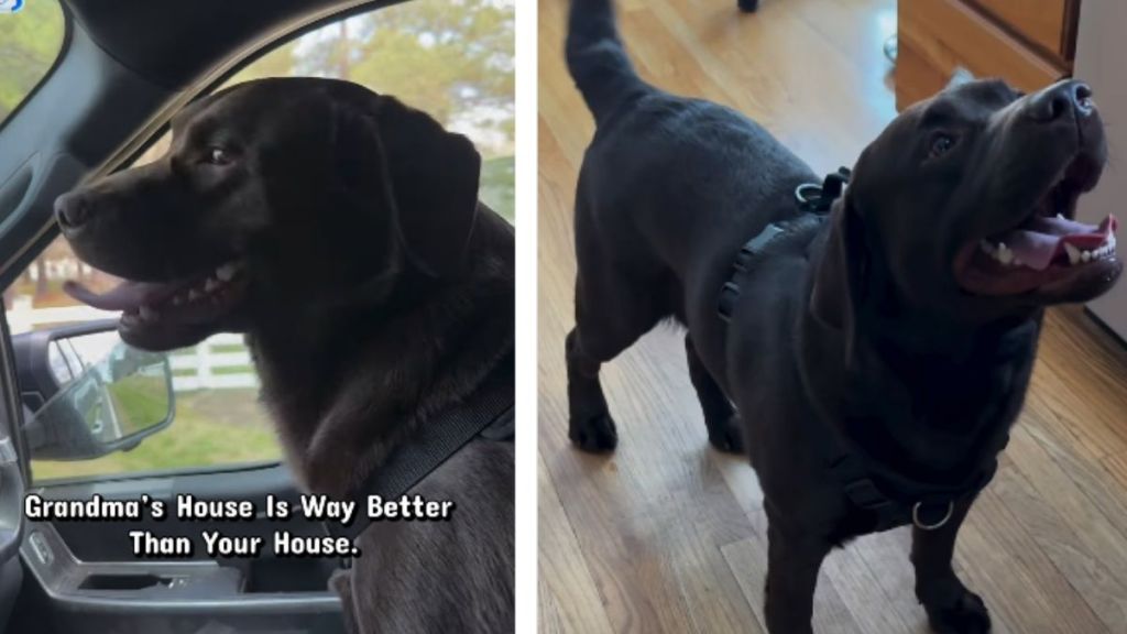 Dog Gets Overly Excited To Visit Grandma’s House for a Million Reasons