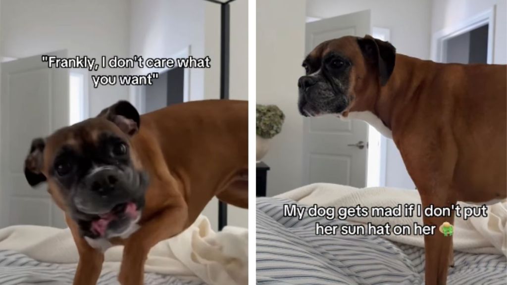 Dog Wants Mom To Put Her Sun Hat on but Thinks Her Services Are ‘Slow’