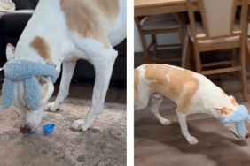 Dog in Bunny Ears Aces the Easter Egg Hunt Mom Organized for Him