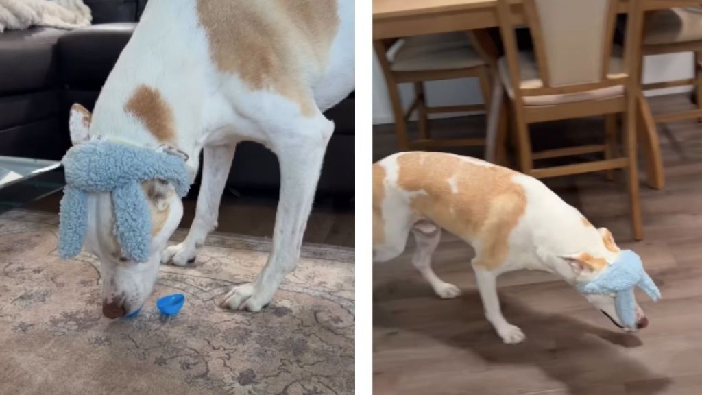 Dog in Bunny Ears Aces the Easter Egg Hunt Mom Organized for Him