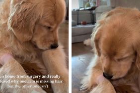 Golden Retriever's Post-Surgery Behavior Melts Hearts