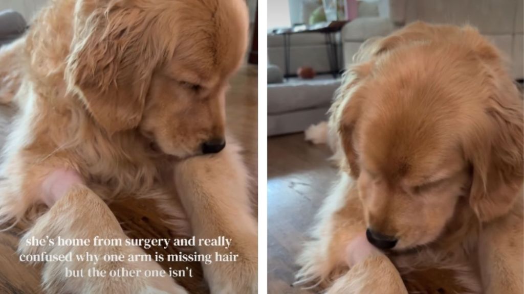 Golden Retriever's Post-Surgery Behavior Melts Hearts
