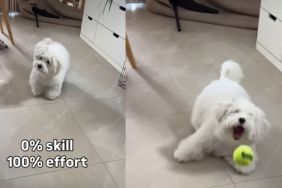 Tiny Dog Puts 100 Per Cent Effort To Catch Ball but Fails