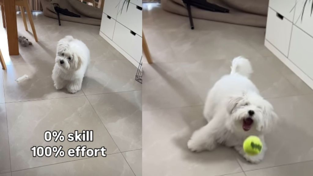 Tiny Dog Puts 100 Per Cent Effort To Catch Ball but Fails
