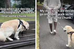Golden Retriever Leaves for a Walk & Decides to Sit on a Bench Instead