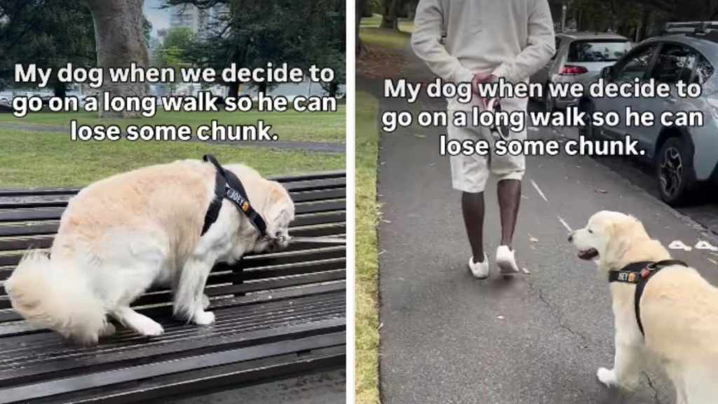 Golden Retriever Leaves for a Walk & Decides to Sit on a Bench Instead