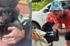 Injured Rescue Puppy Survives, Heals & Begins the Journey of His Life