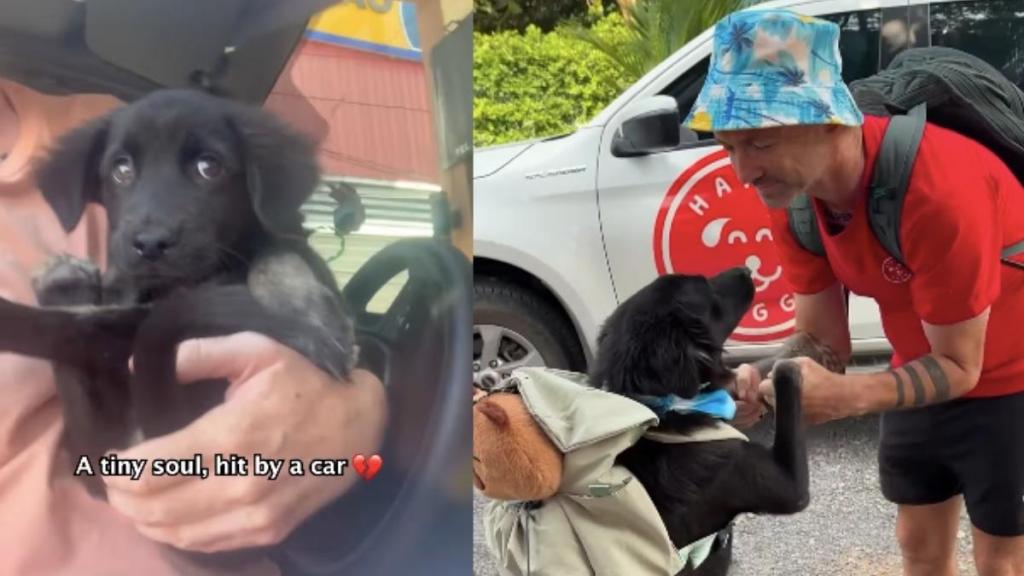 Injured Rescue Puppy Survives, Heals & Begins the Journey of His Life