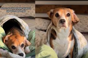 Injured Rescue Puppy Survives, Heals & Begins the Journey of His Life