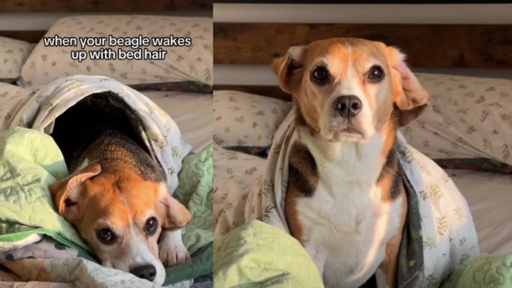 Injured Rescue Puppy Survives, Heals & Begins the Journey of His Life