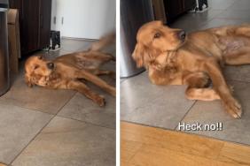 Golden Retriever Tries To Convince Mom She’s Innocent but Acts Extra Sus