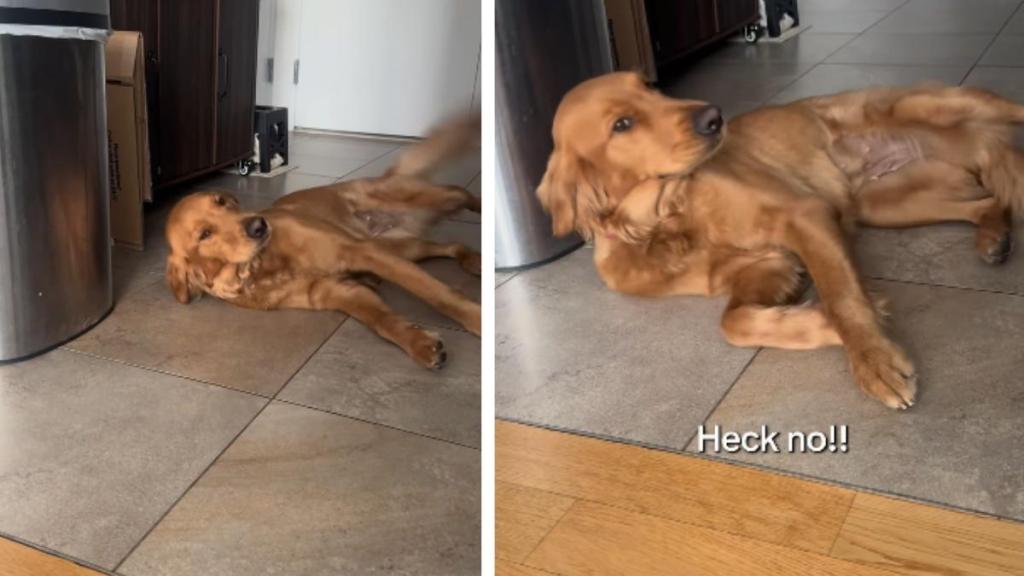 Golden Retriever Tries To Convince Mom She’s Innocent but Acts Extra Sus