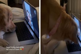Golden Retriever's FaceTime Call With Dad Takes Adorable Turn