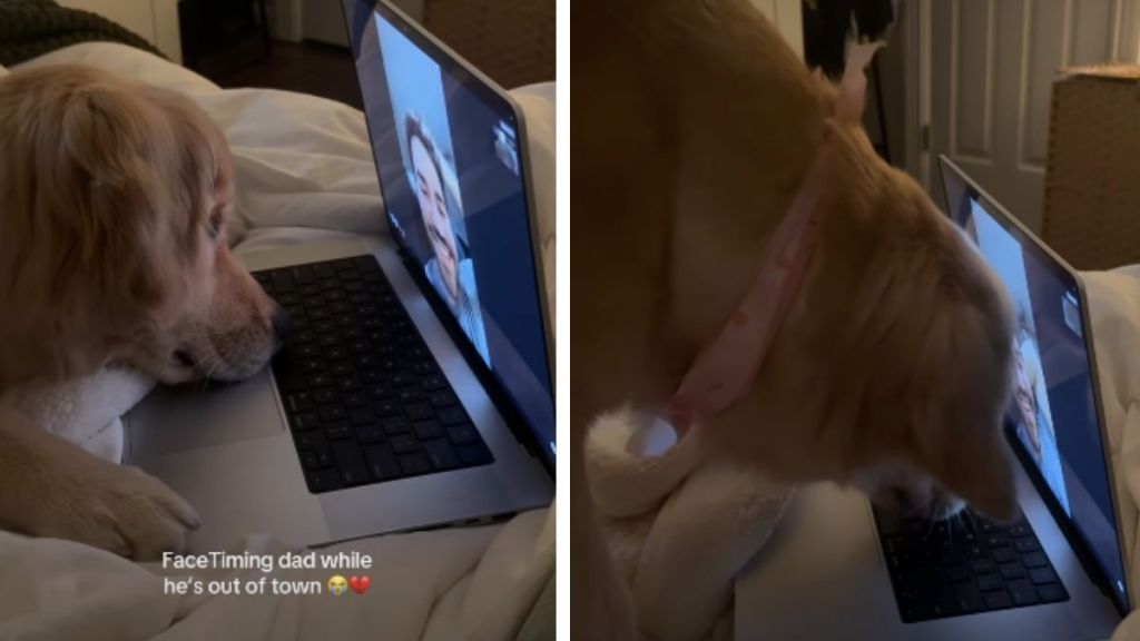 Golden Retriever's FaceTime Call With Dad Takes Adorable Turn