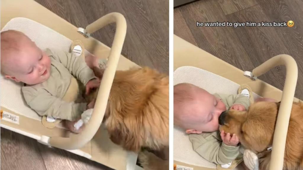 Owner Captures Heartwarming Bonding Moment Between Dog & Baby