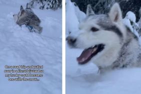 This Dog Isn’t Complaining About Being in the Middle of a Blizzard