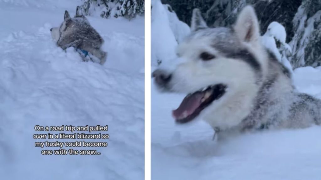 This Dog Isn’t Complaining About Being in the Middle of a Blizzard
