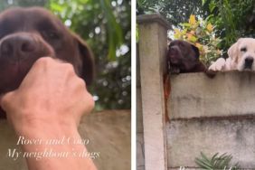 Dogs Peek Over the Wall at Neighbor’s House Only To Get Pets From Her