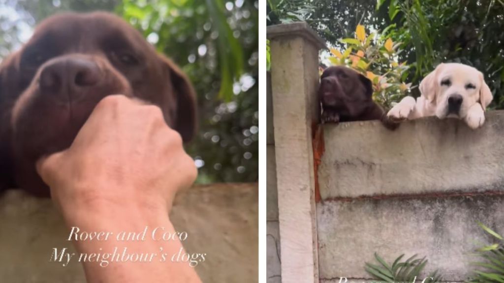 Dogs Peek Over the Wall at Neighbor’s House Only To Get Pets From Her