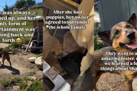 Dog Once Kept Chained Becomes a Wonderful Mama & Finds a Foster Home