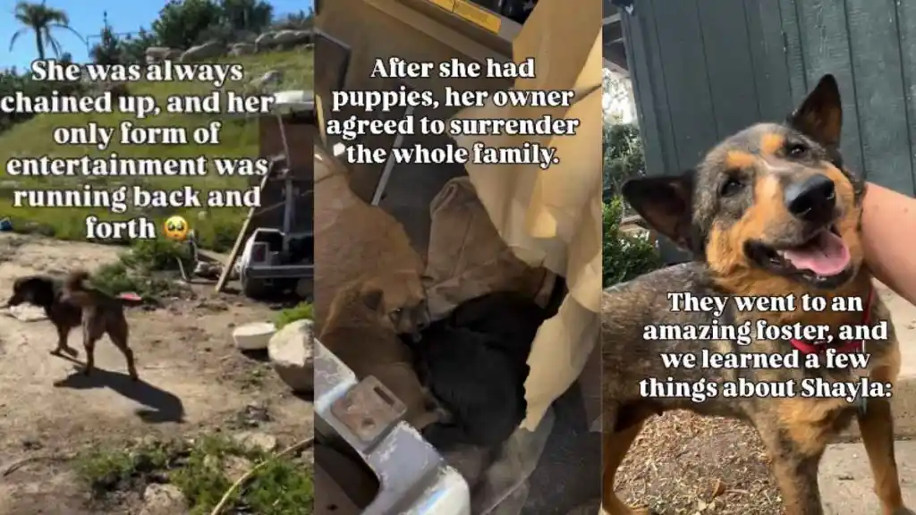 Dog Once Kept Chained Becomes a Wonderful Mama & Finds a Foster Home