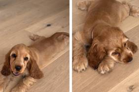 Dog Gives off ‘Main Character Energy’ While Splooting