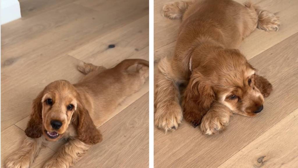Dog Gives off ‘Main Character Energy’ While Splooting
