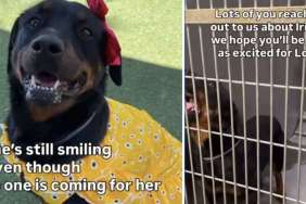 Rescue Dog up for Adoption Stops at Door, Knowing It Leads Back to Kennel