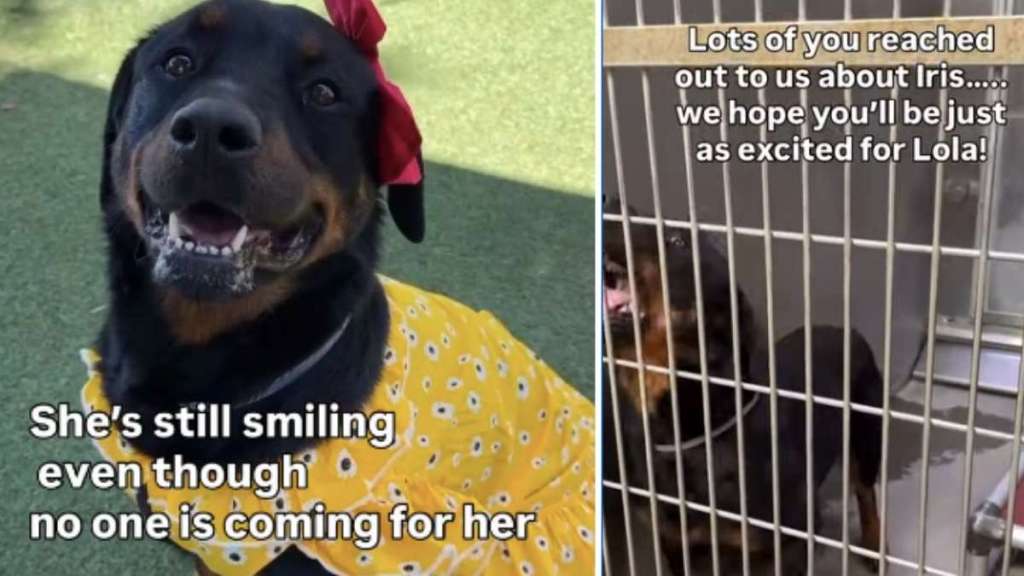 Rescue Dog up for Adoption Stops at Door, Knowing It Leads Back to Kennel