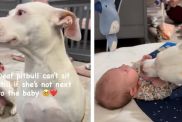 Rescue Dog Always Has To Be Close to the Baby Because She’s Also a Mom