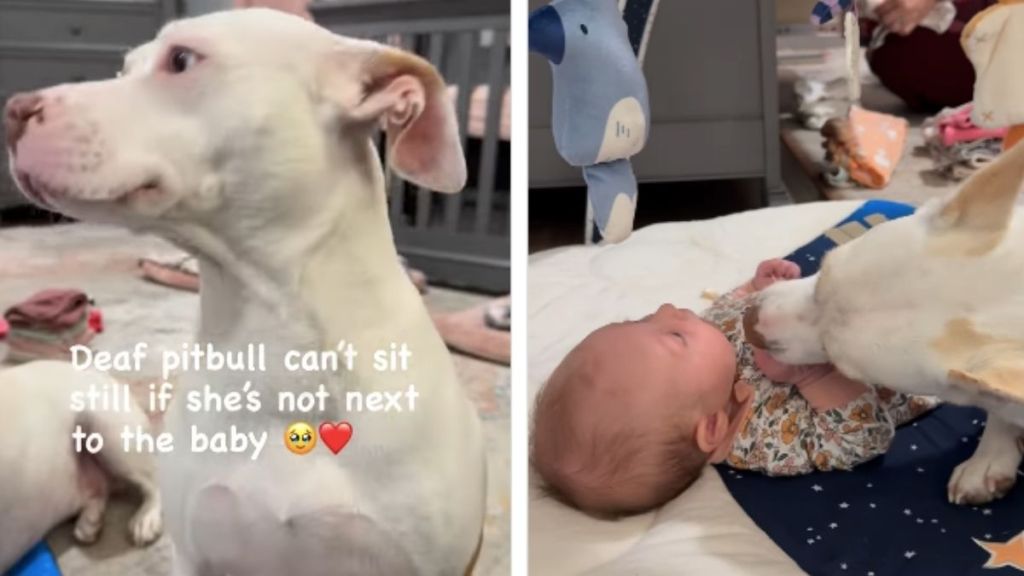 Rescue Dog Always Has To Be Close to the Baby Because She’s Also a Mom