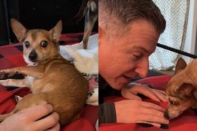 ‘Scared’ Foster Dog Learns To Trust Dad, Lets Him Get Close & Pet Her