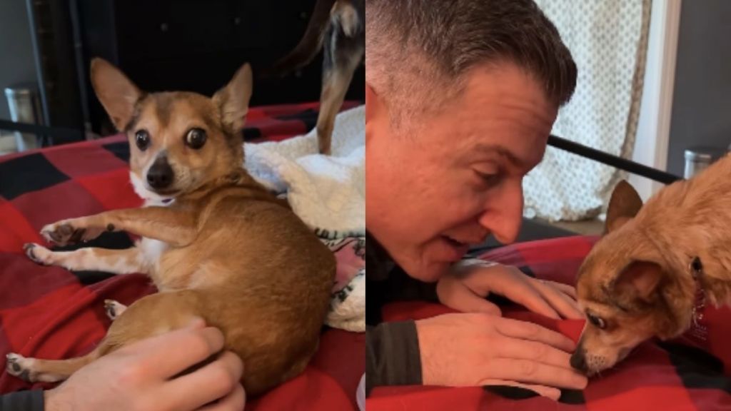 ‘Scared’ Foster Dog Learns To Trust Dad, Lets Him Get Close & Pet Her
