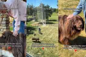 Dog Gets a Fence at Grandma’s House So He Can Stay Over Whenever Needed