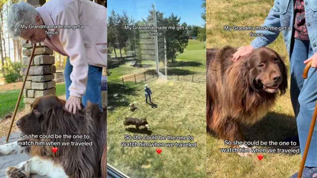 Dog Gets a Fence at Grandma’s House So He Can Stay Over Whenever Needed