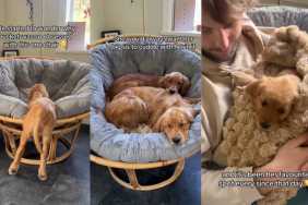 Golden Retriever Still Loves the Chair She Shared With Dad on Day One