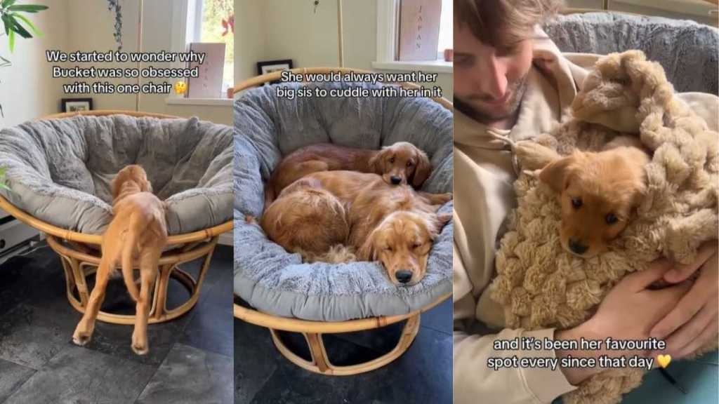 Golden Retriever Still Loves the Chair She Shared With Dad on Day One