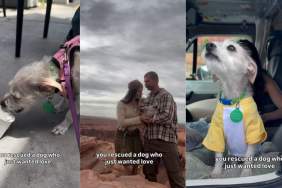 Rescuing a Dog Who Only Wants Love Is So Rewarding, It Looks Like This