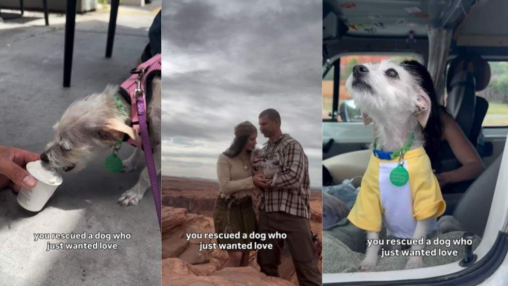 Rescuing a Dog Who Only Wants Love Is So Rewarding, It Looks Like This